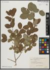 Foto von Salix aegyptiaca L.